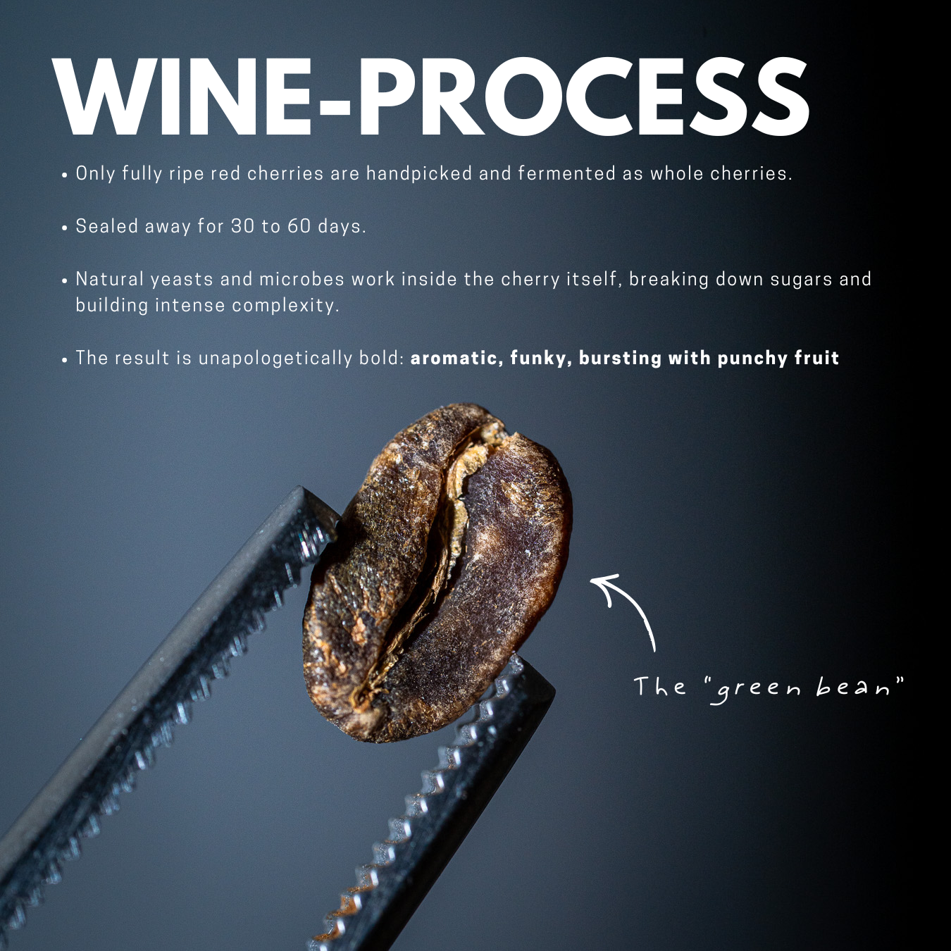 Gayo Shiraz - Filter