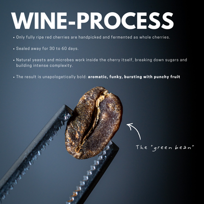 Gayo Shiraz - Filter